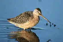 Bécassin à long bec dans le bassin du fleuve Klamath.