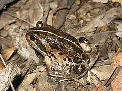 Description de l'image Limnodynastes dorsalis Western banjo frog 2 Stirling Range NP II-2010.JPG.