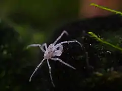 Limnopilos naiyanetri, un Hymenosomatidae