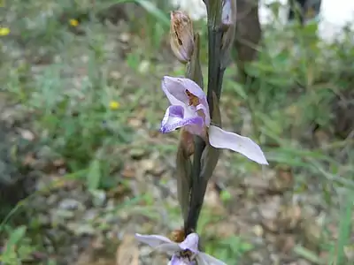 Détail d'une fleur de Limodorum abortivum