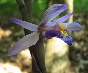 Photographie en couleurs et en gros plan d'une fleur violette.