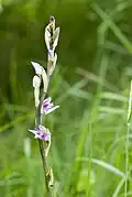 Vue d'une plante et de ses fleurs violettes