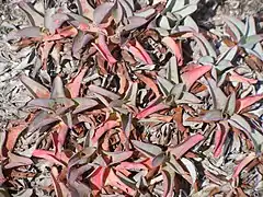 Détail des feuilles en rosette en hiver