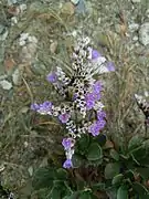 Inflorescence en corymbe