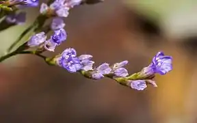 Gros plan sur des fleurs