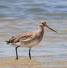 Barge hudsonienne (Limosa haemastica)