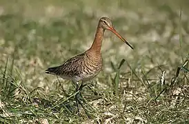 Barge à queue noire (Limosa limosa)