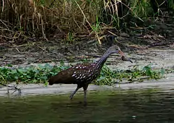 Courlan brun (Aramus guarauna)