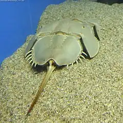 Description de l'image Limulus_polyphemus_suma.jpg.