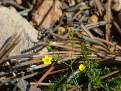 Lin maritimeLinum maritimum