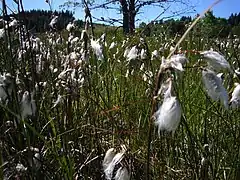 Linaigrettes sur la tourbière.