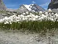 Linaigrette dans le Parc national de la Vanoise