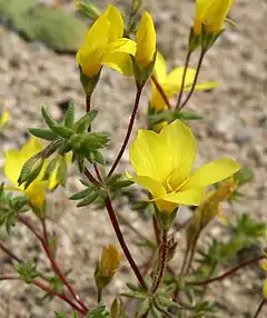 Description de l'image Linanthus aureus ssp aureus 6.jpg.