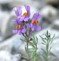 Linaire des Alpes