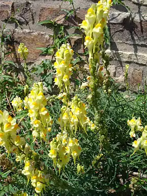 Linaria vulgaris