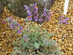 Plante en jardin botanique