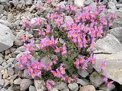 Linaria alpina subsp. filicaulis