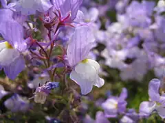 Description de l'image Linaria maroccana cv2.jpg.