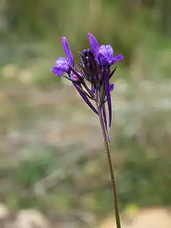 La linaire de Pélissier (Linaria pelisseriana)