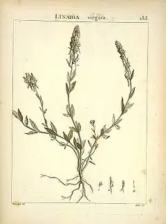 Description de l'image Linaria virgata.jpg.