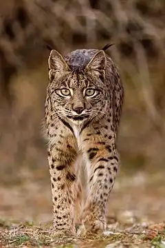Description de l'image Lince ibérico (Lynx pardinus), Almuradiel, Ciudad Real, España, 2021-12-19, DD 02.jpg.