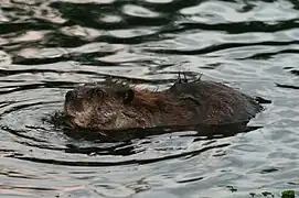 Un castor nageant dans le lac de Lincoln Park.