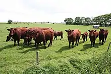 La photo couleur montre un pâturage dans lequel une quinzaine de bovins rouges de tous âges regardent l'objectif du photographe.