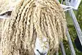 Un mouton Lincoln Longwool