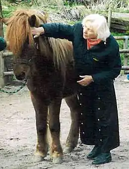 Un poney marron touché au niveau de la tête par une femme âgée.
