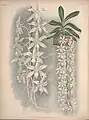 Angraecum articulatumJean LindenIconographie des Orchidées1893