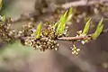 Fleurs et bourgeons