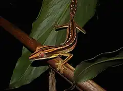 Description de l'image Lined Leaf-tailed Gecko, Marojey National Park, Madagascar.jpg.