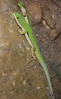 Description de l'image Lined day gecko (Phelsuma lineata).jpg.