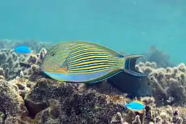 Acanthurus lineatus