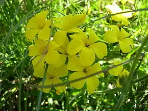 Description de l'image Linum campanulatum 2.JPG.