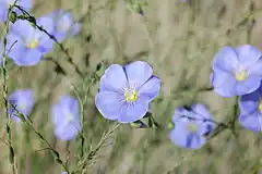 Description de l'image Linum lewisii, blue flax flower, Albuquerque.JPG.