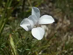 Lin sous-arbrisseau