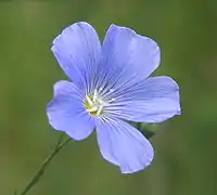 Fleur