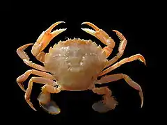 Liocarcinus holsatus, un Polybiidae