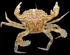 Liocarcinus marmoreus, Portune marbré