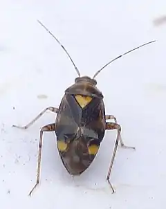 Description de l'image Liocoris tripustulatus.jpg.