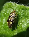 Liocoris tripustulatus sur une feuille d'ortie.