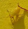 Liocoris tripustulatus jaune.