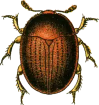 Liodes badius