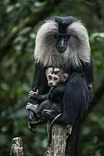 Macaque silène et son petit