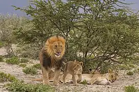 Une famille de lions dans le parc national d'Etosha.  Mars 2018.
