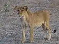 Lionne (Panthera leo senegalensis)
