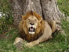 Un lion dans le Masai Mara.