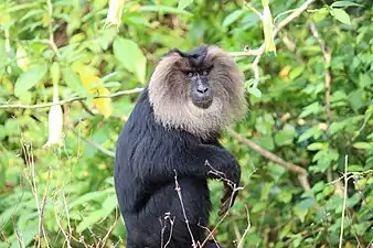 Macaque silène