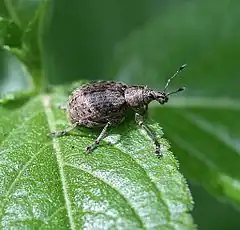 Description de l'image Liophloeus tessulatus.jpg.